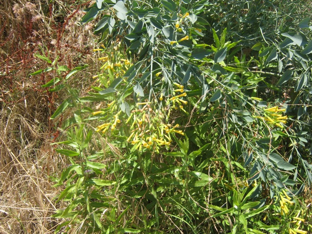 Nicotiana glauca